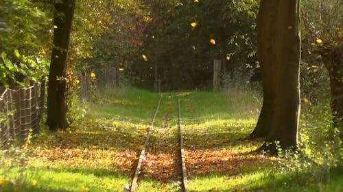 Video Of Leaves Falling From The Trees