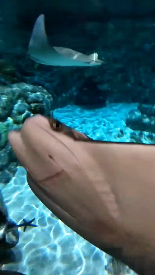 A Stingray Underwater