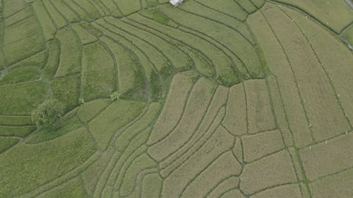 Drone View Of Rice Terraces