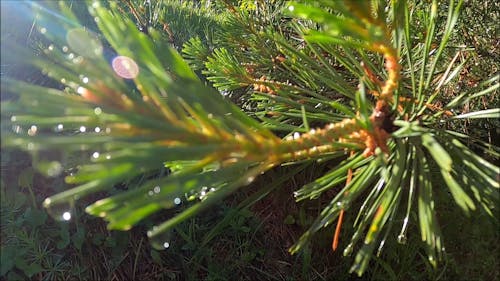 Close-up View Of Pine Needles With Water Droplets