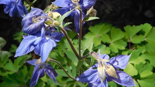 Beautiful Bluebells Flowers