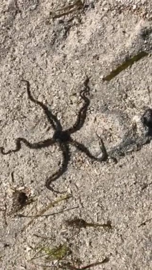 A Black Brittle Starfish Crawling In The Ground