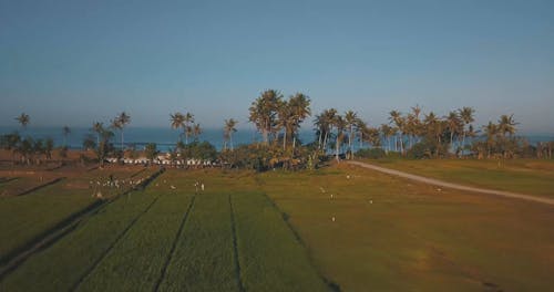 Drone Footage of a Rice Fields