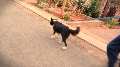 Video Of Border Collie Walking On The Streets