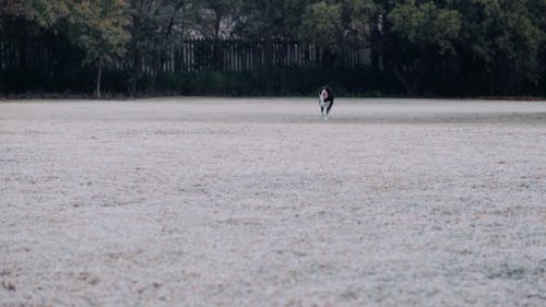 A Dog Playing With Ball 