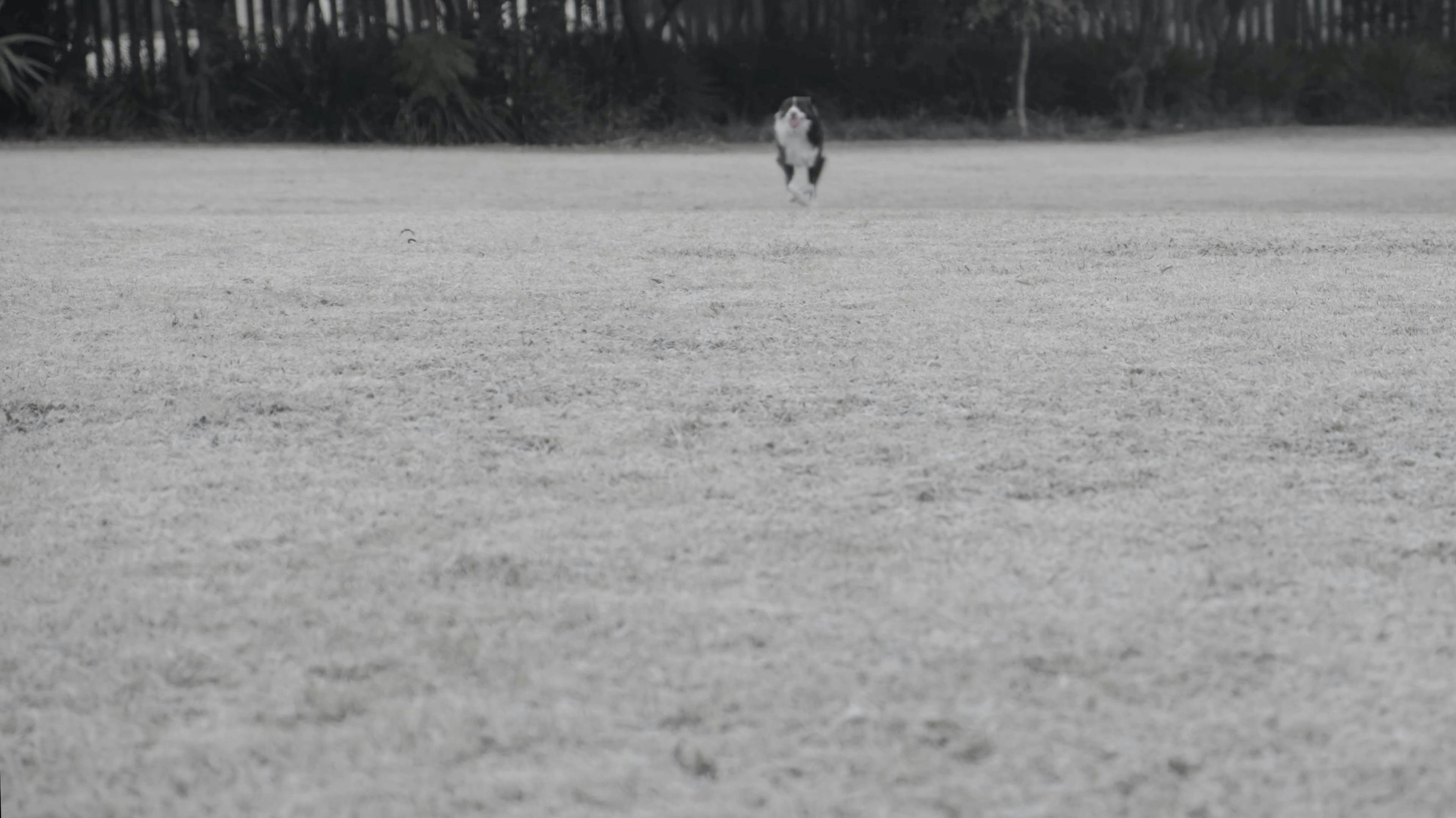 Video Of Running Dog While Carrying A Ball · Free Stock Video