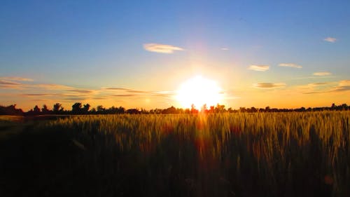 Sunset on a Wheat Field