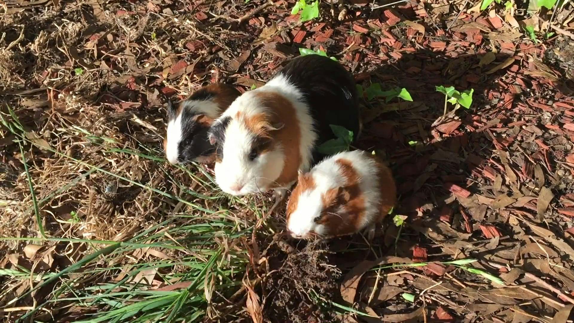 Guinea Pigs Eating Grass · Free Stock Video