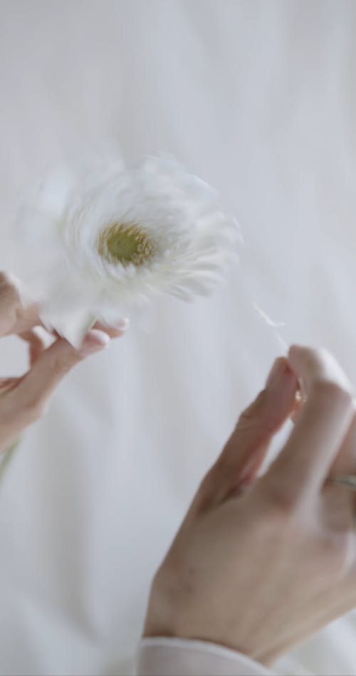 A Woman's Hand Peeling A Flower's Petal