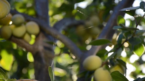 Close Up View of Olive Tree