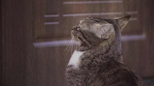 A Cat Sitting And Waiting Outside A Closed Door