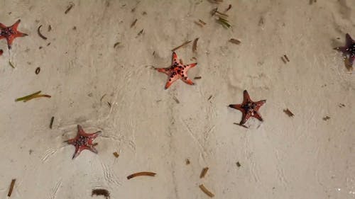 Video Of Starfish On Seashore