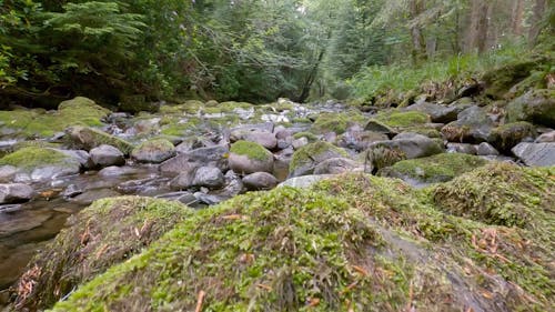 Video Of River Water Streaming On Rocks