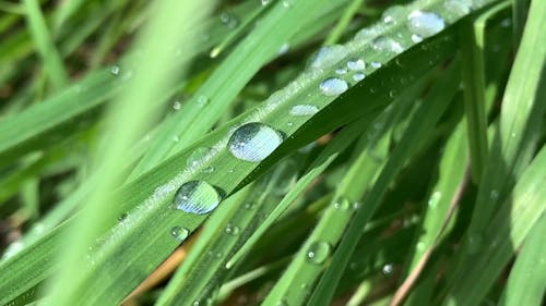 Close-Up Footage Of Dew Drops On Leaves