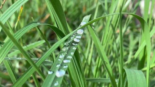 Close-Up Footage Of Dew Drops On Leaves