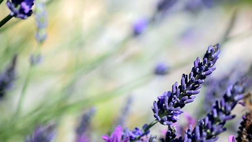 Close-Up Video Of Purple Flower