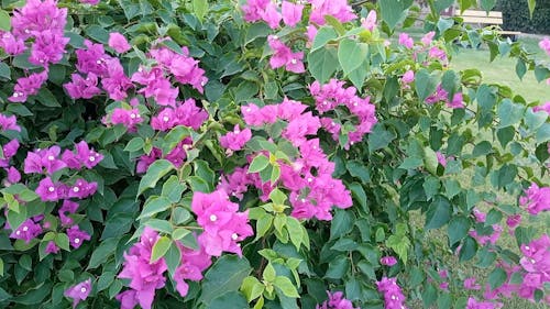 Close-Up Video Of Purple Flowers