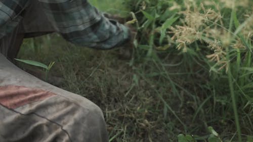 Video Of Person Harvesting Crops