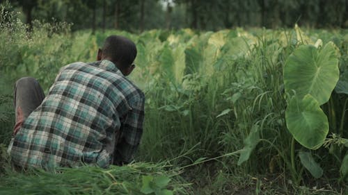 Video Of Man Harvesting Crops