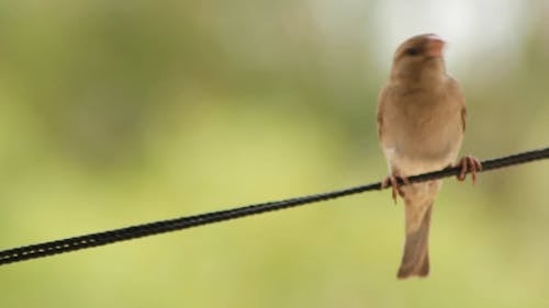 Close-up View Of A Brown Bird Perched On A Wire