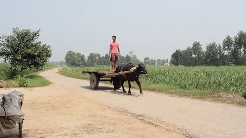 Footage Of Lifestyle Of People In The Countryside