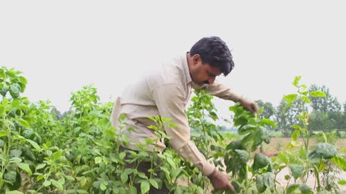 Man Harvesting From Grown Plants In The Field