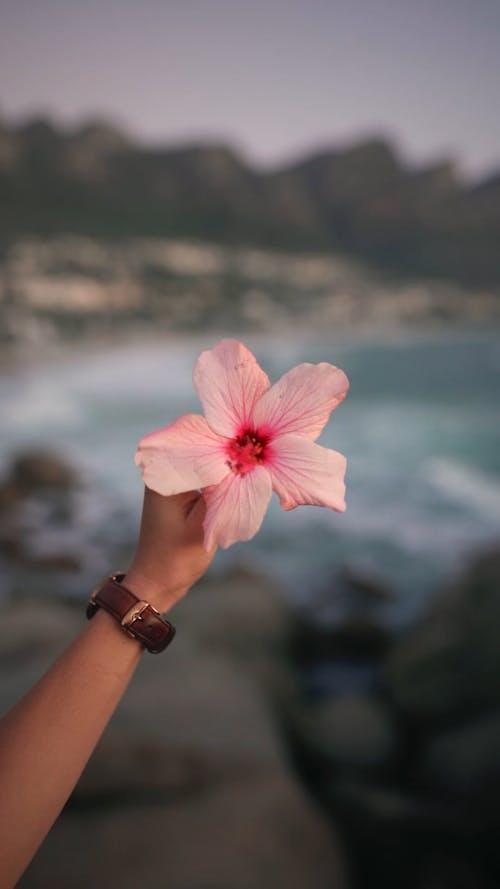 Person Holding a Flower at the Shore