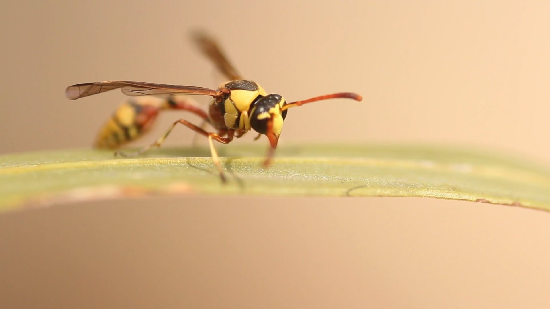 Footage of Wasp Hives · Free Stock Video