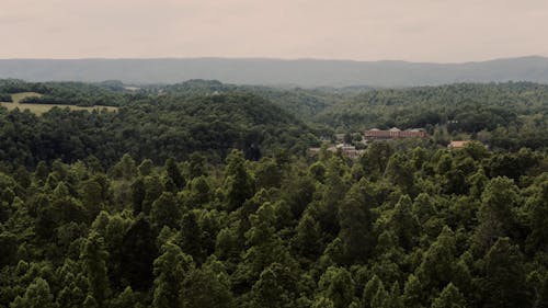 Drone Footage of a Dense Forest