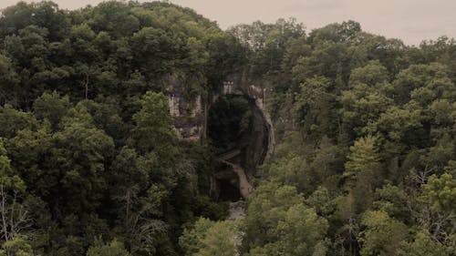 Drone Footage of a Forest