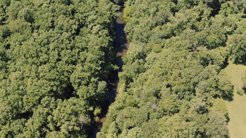 An Aerial Footage of a Trail in the Forest