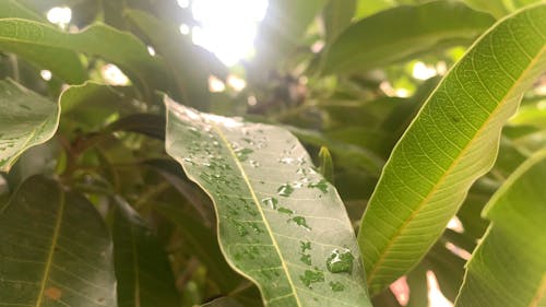 Close-up View Of Wet Leaves Of A Tree