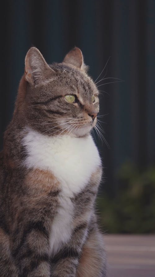 Close-Up Video Of Cat Yawning