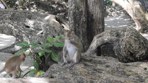 Monkey Sitting On The Roots Of A Big Tree