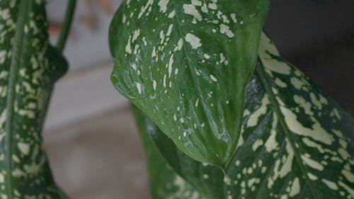 Close-Up Video Of Wet Leaves