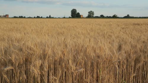 Wheat Plants in Field