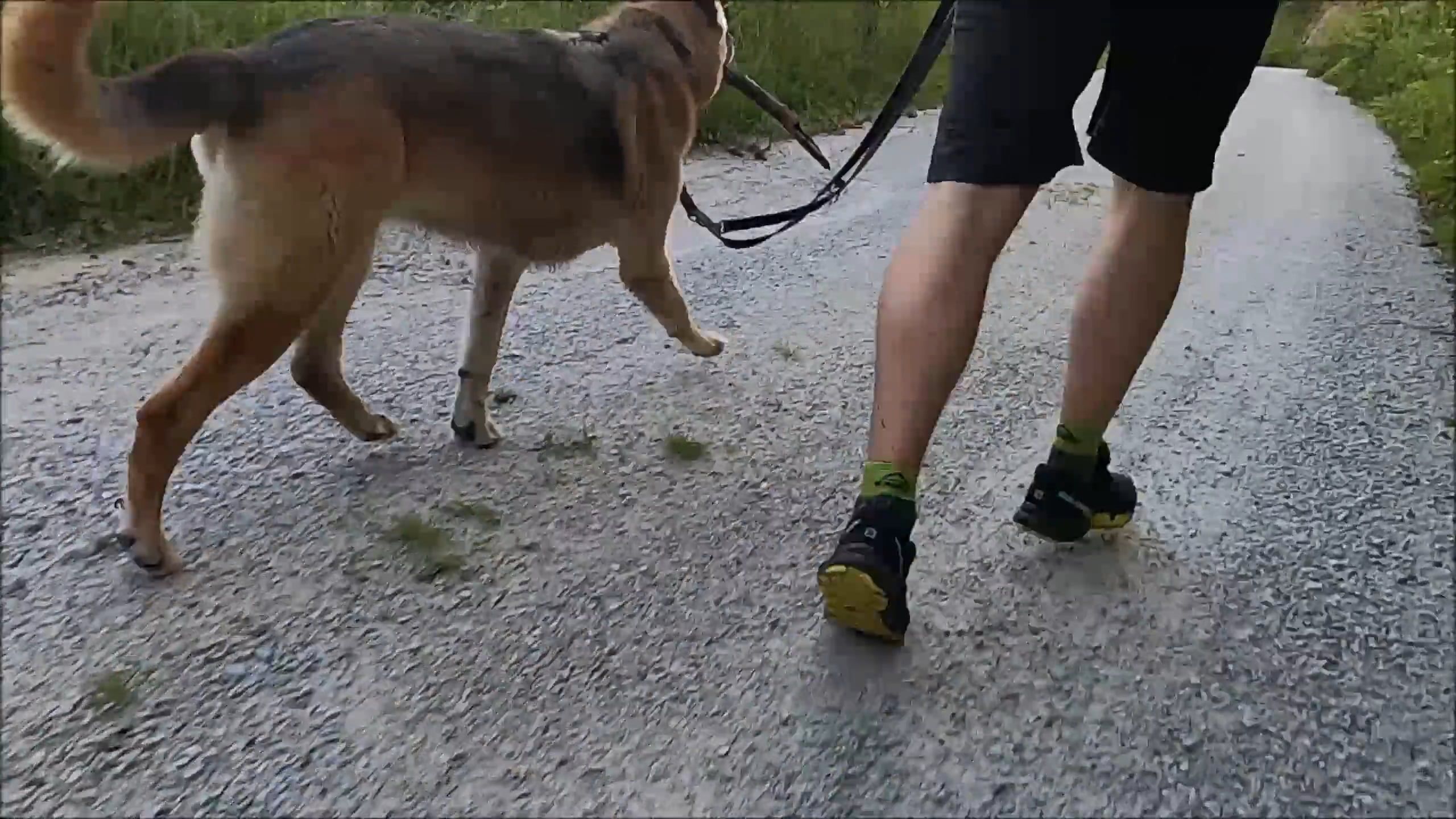 Man and Dog Running Free Stock Video Footage, Royalty-Free 4K & HD ...