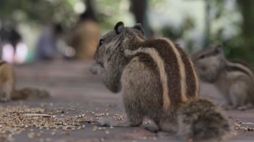 Squirrels Eating