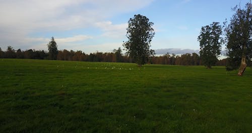 Drone Footage of Grass Fields Under White Clouds