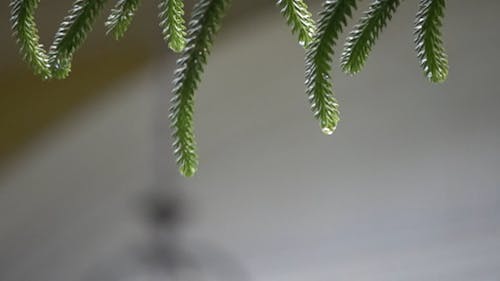 Drops Of Water Coming From Leaves Of A Plant In Close-up View