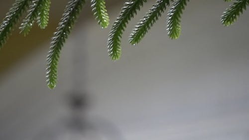 Drops Of Water Coming From Leaves In Slow Motion