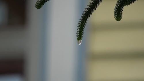 Water Droplets Coming From Leaves In Close-up View