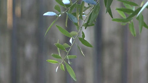 Close-Up Video Of Leaves