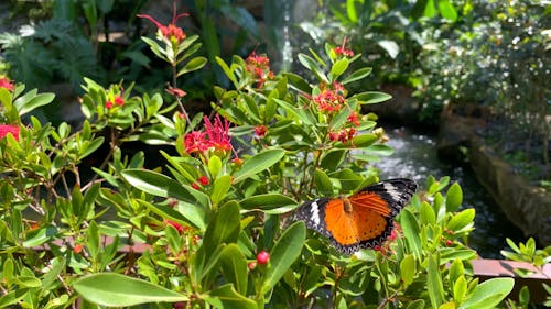 Video Of Butterfly On A Flower