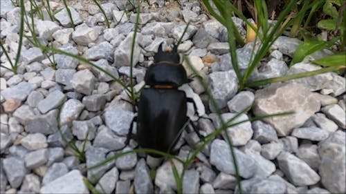 Close-Up Video Of A Beetle On Rocks