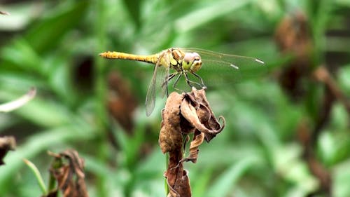 Close-Up Video Of Dragonfly On Dried Leaves