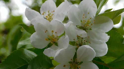 Close-Up Video Of White Flowers