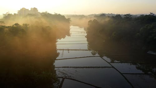 Drone Footage Of Rice Field 