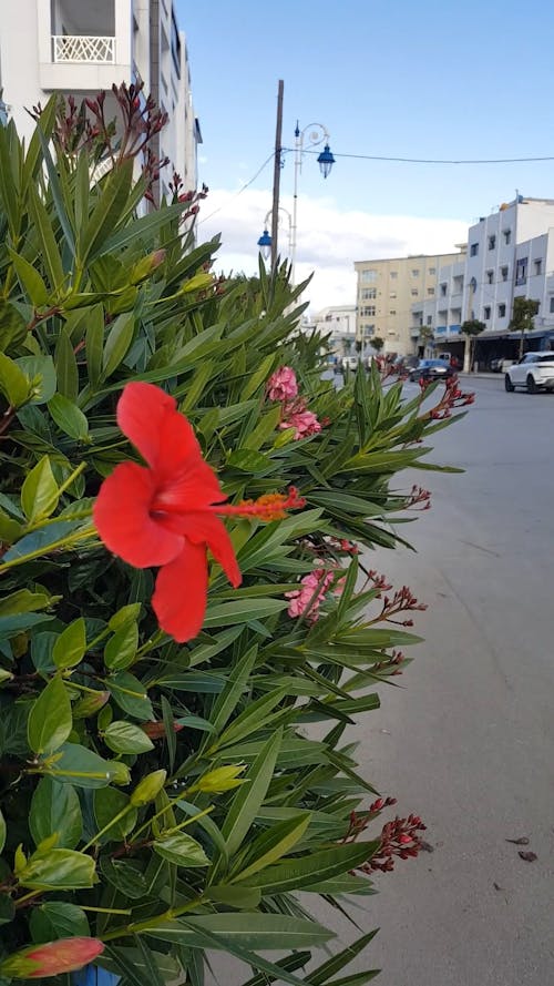 Close-Up Video Of Red Flower