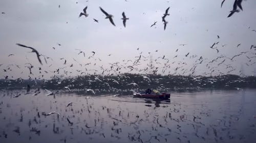 Video Footage Of Flying Seagulls